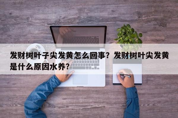 发财树叶子尖发黄怎么回事？发财树叶尖发黄是什么原因水养？-第1张图片-我家生活百科