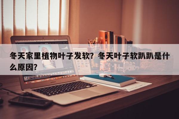 冬天家里植物叶子发软？冬天叶子软趴趴是什么原因？-第1张图片-我家生活百科