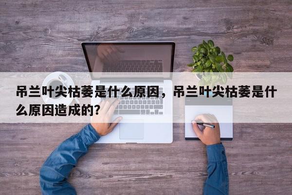 吊兰叶尖枯萎是什么原因，吊兰叶尖枯萎是什么原因造成的？-第1张图片-我家生活百科