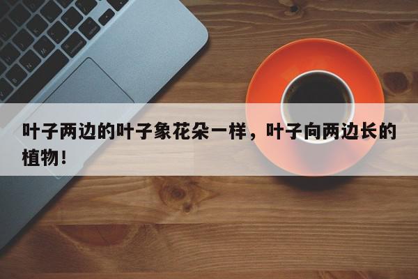 叶子两边的叶子象花朵一样，叶子向两边长的植物！-第1张图片-我家生活百科