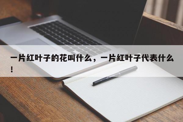 一片红叶子的花叫什么，一片红叶子代表什么！-第1张图片-我家生活百科