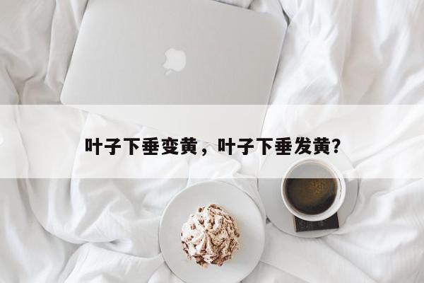 叶子下垂变黄，叶子下垂发黄？-第1张图片-我家生活百科