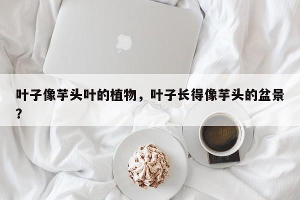 叶子像芋头叶的植物,叶子长得像芋头的盆景?-第1张图片-我家生活百科 叶子像芋头叶的植物,叶子长得像芋头的盆景?-第1张图片-我家生活百科