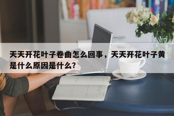 天天开花叶子卷曲怎么回事，天天开花叶子黄是什么原因是什么？-第1张图片-我家生活百科