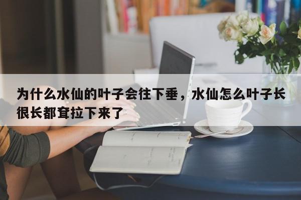 为什么水仙的叶子会往下垂,水仙怎么叶子长很长都耷拉下来了-第1张图片-我家生活百科 为什么水仙的叶子会往下垂,水仙怎么叶子长很长都耷拉下来了-第1张图片-我家生活百科