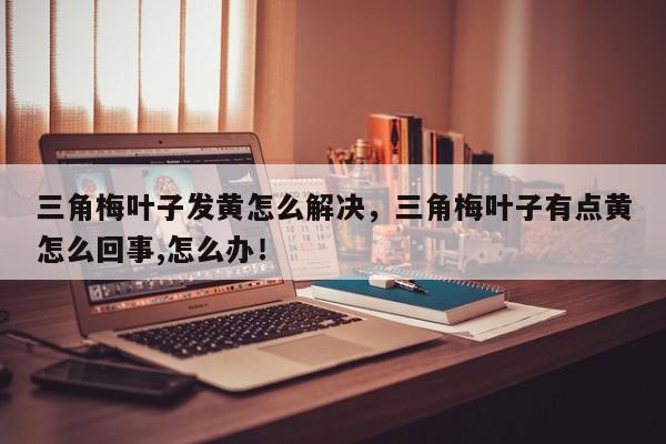 三角梅叶子发黄怎么解决，三角梅叶子有点黄怎么回事,怎么办！-第1张图片-我家生活百科