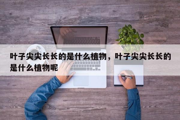 叶子尖尖长长的是什么植物,叶子尖尖长长的是什么植物呢-第1张图片-我家生活百科 叶子尖尖长长的是什么植物,叶子尖尖长长的是什么植物呢-第1张图片-我家生活百科