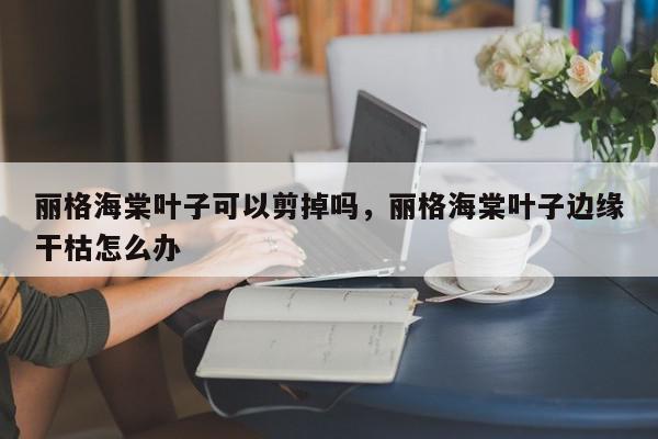 丽格海棠叶子可以剪掉吗，丽格海棠叶子边缘干枯怎么办-第1张图片-我家生活百科