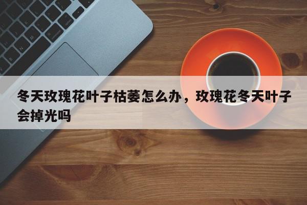 冬天玫瑰花叶子枯萎怎么办,玫瑰花冬天叶子会掉光吗-第1张图片-我家生活百科 冬天玫瑰花叶子枯萎怎么办,玫瑰花冬天叶子会掉光吗-第1张图片-我家生活百科