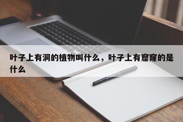叶子上有洞的植物叫什么，叶子上有窟窿的是什么-第1张图片-我家生活百科