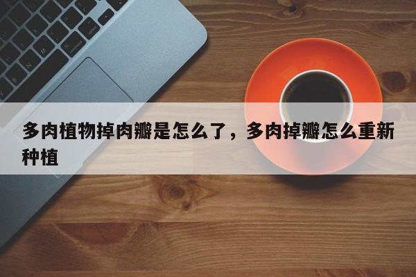 多肉植物掉肉瓣是怎么了,多肉掉瓣怎么重新种植-第1张图片-我家生活百科 多肉植物掉肉瓣是怎么了,多肉掉瓣怎么重新种植-第1张图片-我家生活百科
