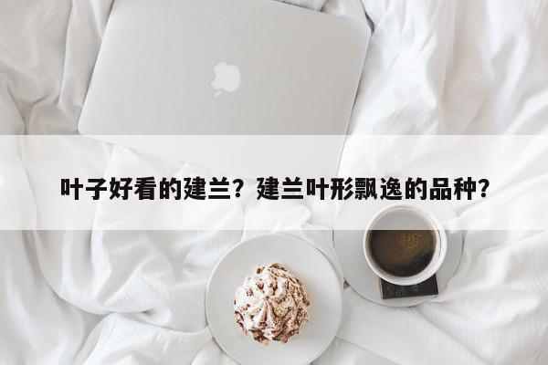 叶子好看的建兰？建兰叶形飘逸的品种？-第1张图片-我家生活百科