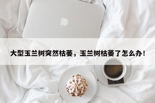 大型玉兰树突然枯萎，玉兰树枯萎了怎么办！-第1张图片-我家生活百科