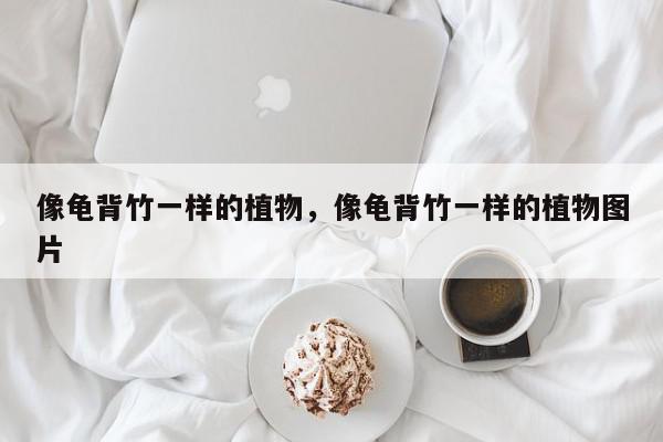像龟背竹一样的植物，像龟背竹一样的植物图片-第1张图片-我家生活百科