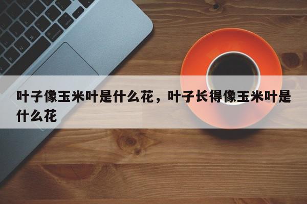叶子像玉米叶是什么花，叶子长得像玉米叶是什么花-第1张图片-我家生活百科