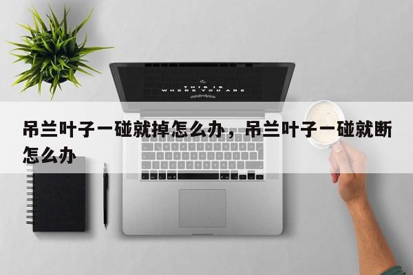 吊兰叶子一碰就掉怎么办，吊兰叶子一碰就断怎么办-第1张图片-我家生活百科