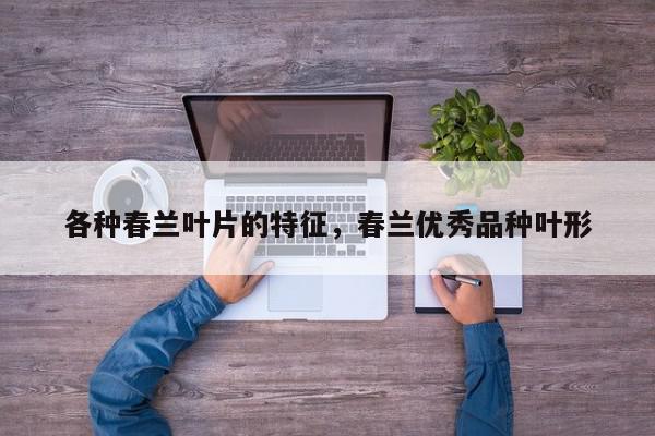 各种春兰叶片的特征，春兰优秀品种叶形-第1张图片-我家生活百科