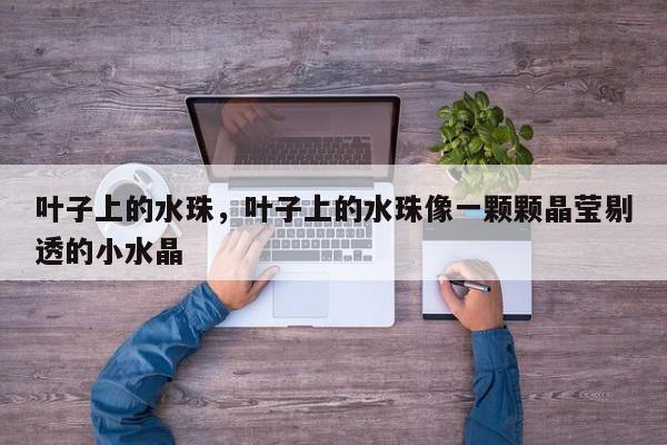 叶子上的水珠，叶子上的水珠像一颗颗晶莹剔透的小水晶-第1张图片-我家生活百科