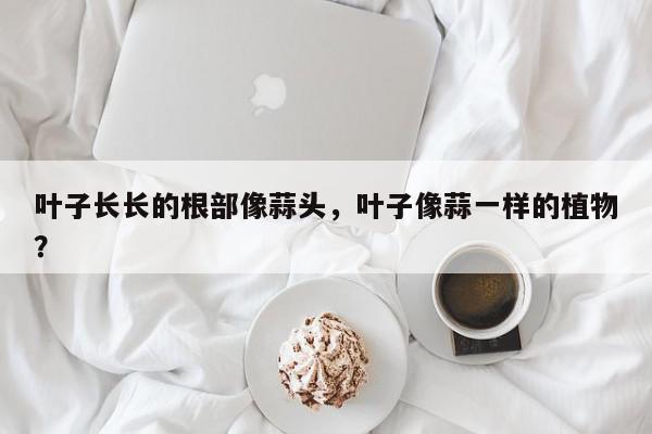 叶子长长的根部像蒜头，叶子像蒜一样的植物？-第1张图片-我家生活百科