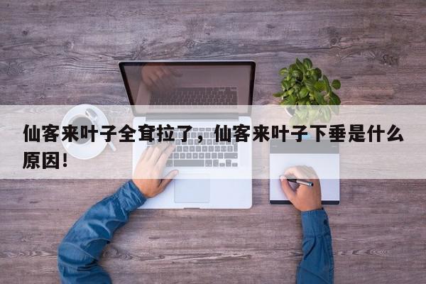 仙客来叶子全耷拉了，仙客来叶子下垂是什么原因！-第1张图片-我家生活百科
