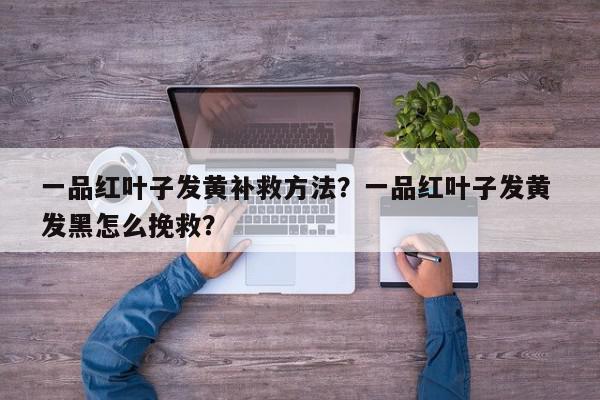 一品红叶子发黄补救方法？一品红叶子发黄 发黑怎么挽救？-第1张图片-我家生活百科