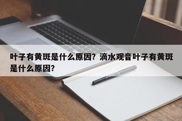 叶子有黄斑是什么原因？滴水观音叶子有黄斑是什么原因？-第1张图片-我家生活百科