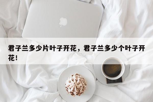 君子兰多少片叶子开花，君子兰多少个叶子开花！-第1张图片-我家生活百科