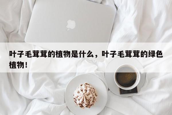 叶子毛茸茸的植物是什么，叶子毛茸茸的绿色植物！-第1张图片-我家生活百科