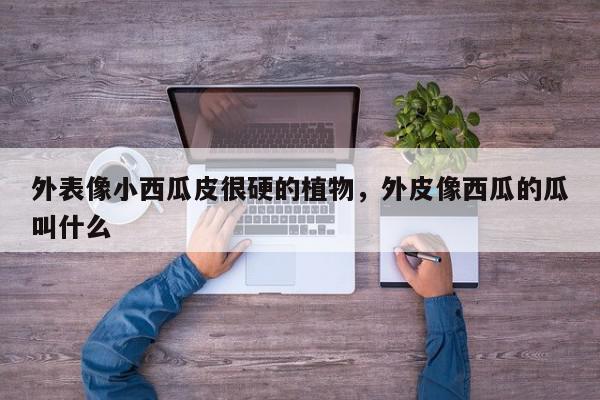 外表像小西瓜皮很硬的植物，外皮像西瓜的瓜叫什么-第1张图片-我家生活百科