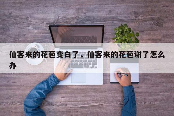 仙客来的花苞变白了，仙客来的花苞谢了怎么办-第1张图片-我家生活百科