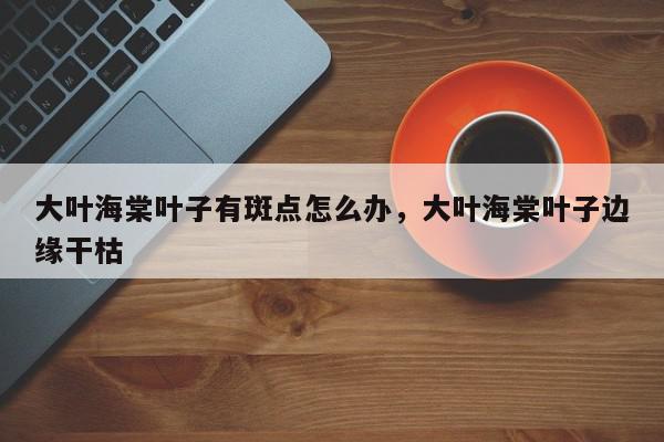 大叶海棠叶子有斑点怎么办，大叶海棠叶子边缘干枯-第1张图片-我家生活百科