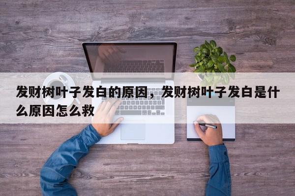 发财树叶子发白的原因，发财树叶子发白是什么原因怎么救-第1张图片-我家生活百科