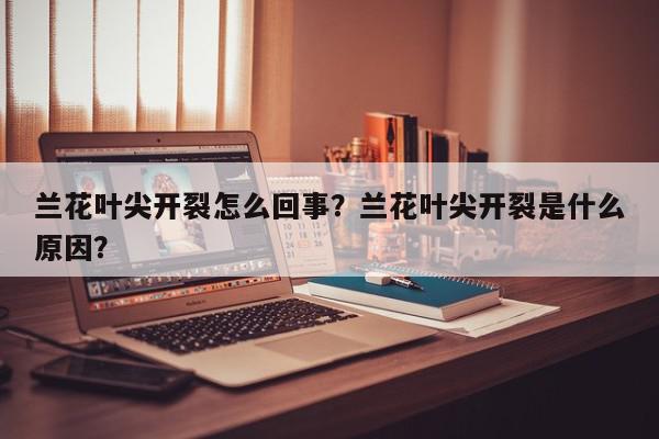 兰花叶尖开裂怎么回事？兰花叶尖开裂是什么原因？-第1张图片-我家生活百科