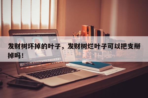 发财树坏掉的叶子，发财树烂叶子可以把支掰掉吗！-第1张图片-我家生活百科