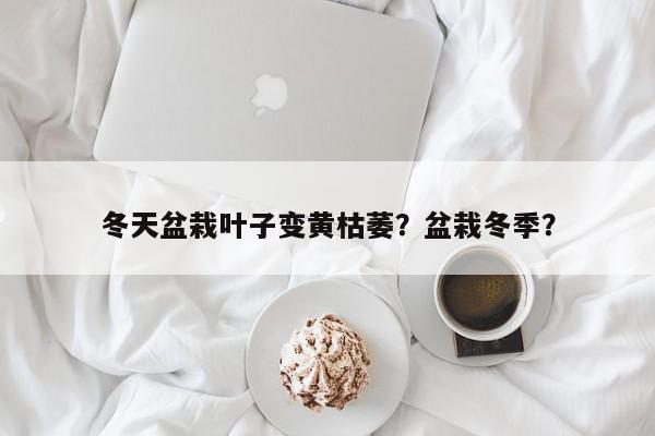 冬天盆栽叶子变黄枯萎?盆栽冬季?-第1张图片-我家生活百科 冬天盆栽叶子变黄枯萎?盆栽冬季?-第1张图片-我家生活百科