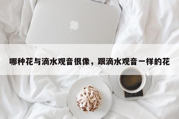 哪种花与滴水观音很像，跟滴水观音一样的花-第1张图片-我家生活百科