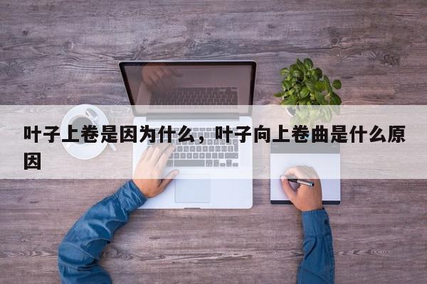 叶子上卷是因为什么，叶子向上卷曲是什么原因-第1张图片-我家生活百科