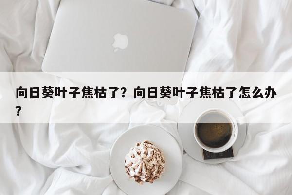 向日葵叶子焦枯了？向日葵叶子焦枯了怎么办？-第1张图片-我家生活百科
