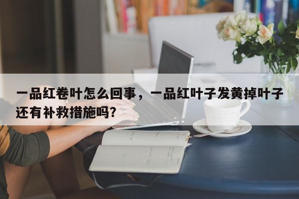一品红卷叶怎么回事,一品红叶子发黄掉叶子还有补救措施吗?-第1张图片-我家生活百科 一品红卷叶怎么回事,一品红叶子发黄掉叶子还有补救措施吗?-第1张图片-我家生活百科