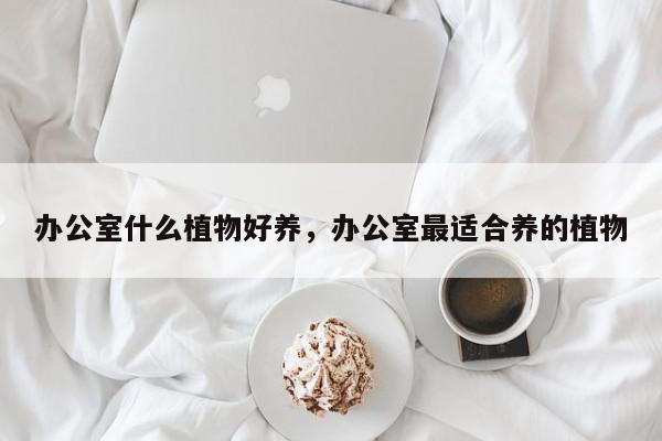 办公室什么植物好养，办公室最适合养的植物-第1张图片-我家生活百科
