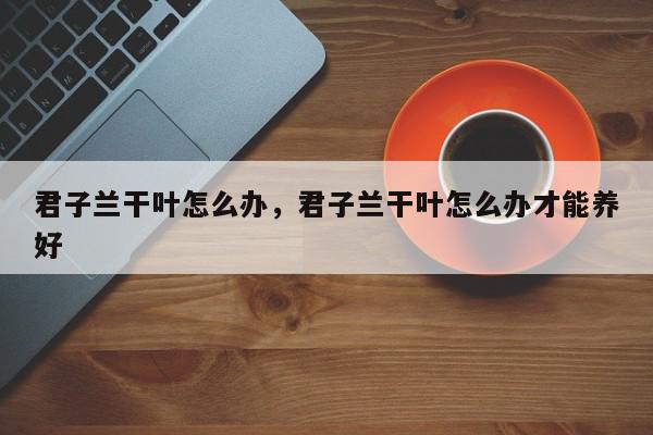 君子兰干叶怎么办，君子兰干叶怎么办才能养好-第1张图片-我家生活百科