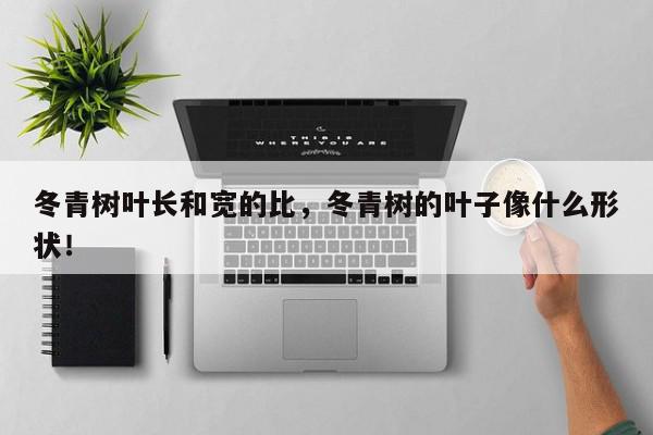 冬青树叶长和宽的比，冬青树的叶子像什么形状！-第1张图片-我家生活百科
