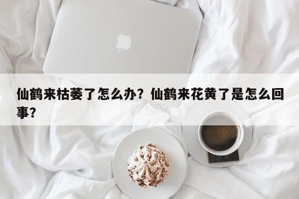 仙鹤来枯萎了怎么办？仙鹤来花黄了是怎么回事？-第1张图片-我家生活百科