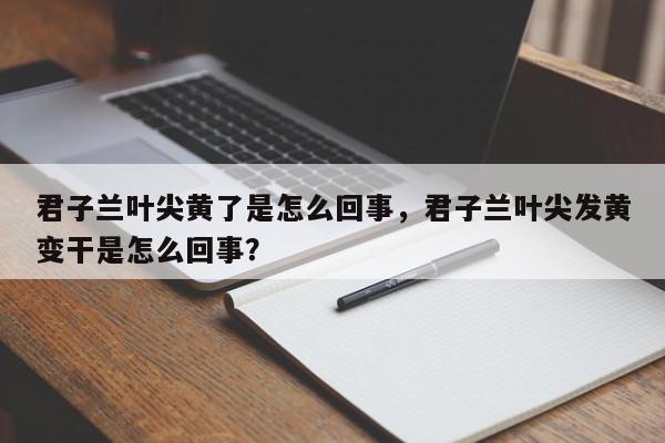 君子兰叶尖黄了是怎么回事，君子兰叶尖发黄变干是怎么回事？-第1张图片-我家生活百科
