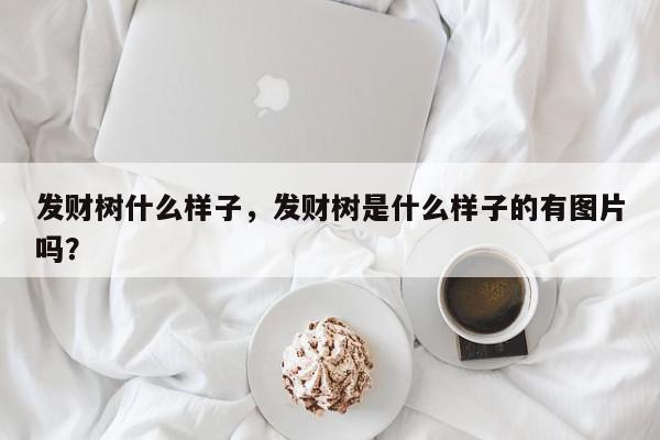 发财树什么样子,发财树是什么样子的有图片吗?-第1张图片-我家生活百科 发财树什么样子,发财树是什么样子的有图片吗?-第1张图片-我家生活百科