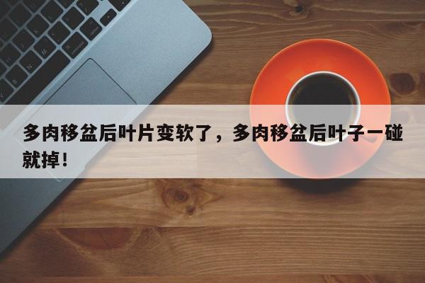 多肉移盆后叶片变软了，多肉移盆后叶子一碰就掉！-第1张图片-我家生活百科