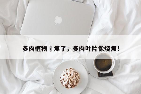 多肉植物嗮焦了，多肉叶片像烧焦！-第1张图片-我家生活百科