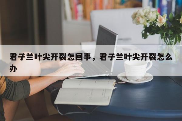 君子兰叶尖开裂怎回事，君子兰叶尖开裂怎么办-第1张图片-我家生活百科