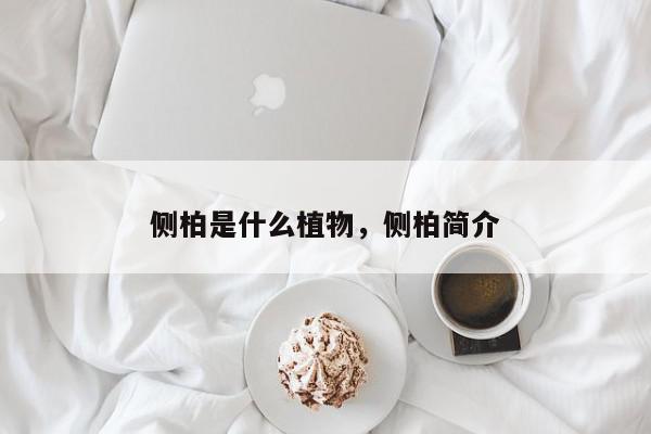 侧柏是什么植物，侧柏简介-第1张图片-我家生活百科