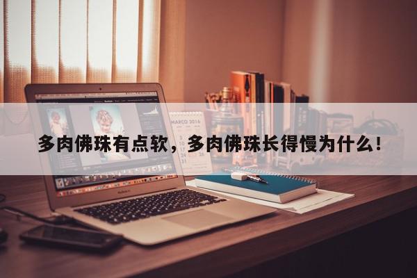 多肉佛珠有点软，多肉佛珠长得慢为什么！-第1张图片-我家生活百科